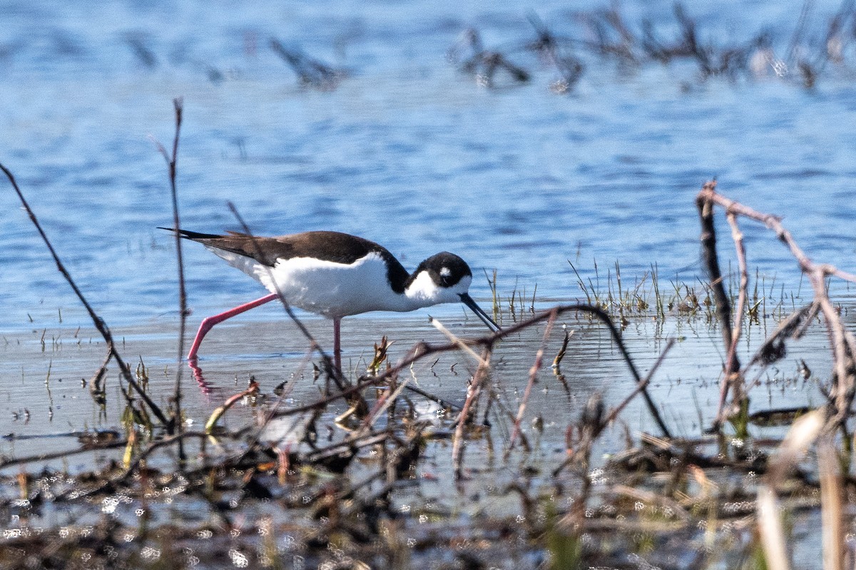 Black-necked Stilt - ML632562569