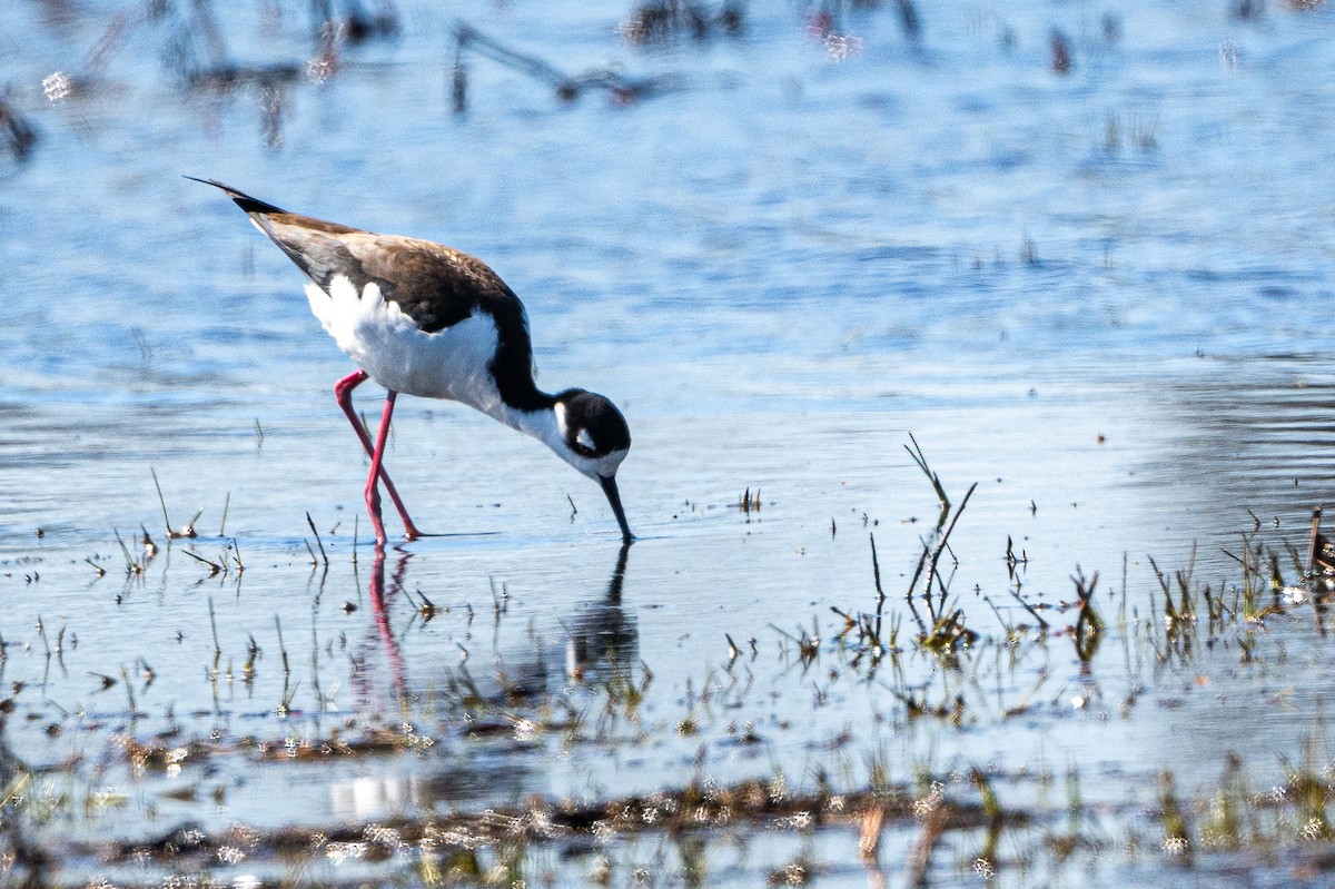 Black-necked Stilt - ML632562570