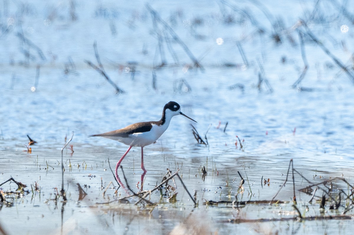 Black-necked Stilt - ML632562571