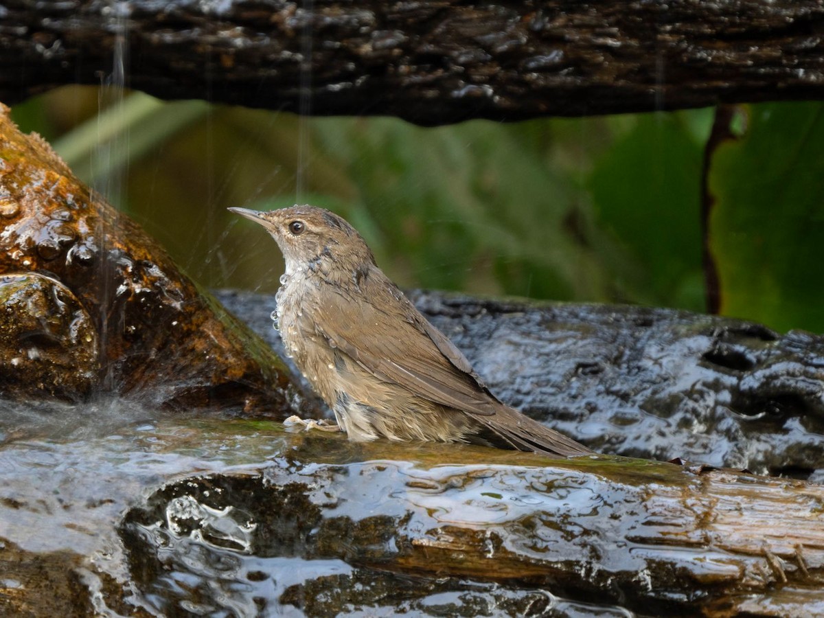 Цангинаа дууч шувуу - ML632562579