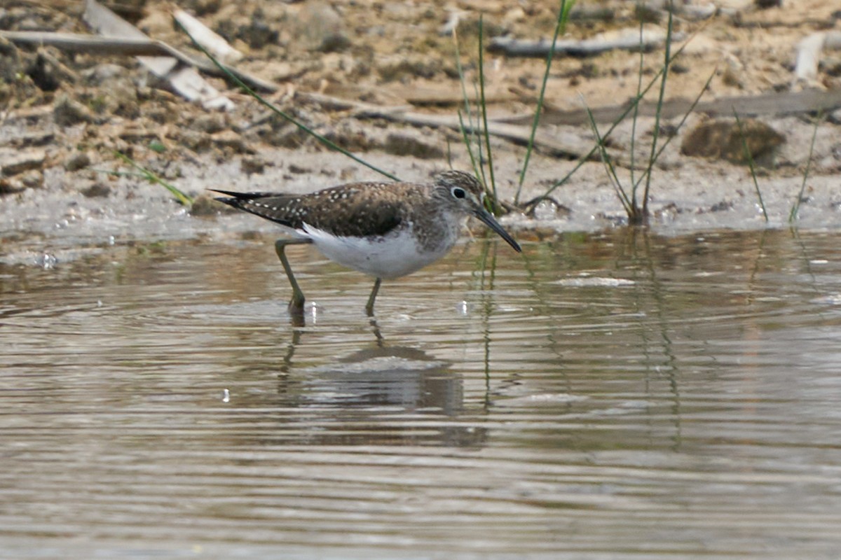 Solitary Sandpiper - ML632562611