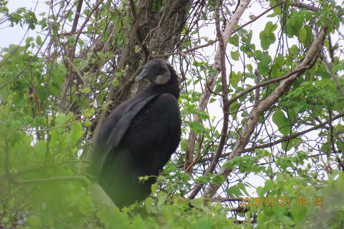 Black Vulture - ML632562701
