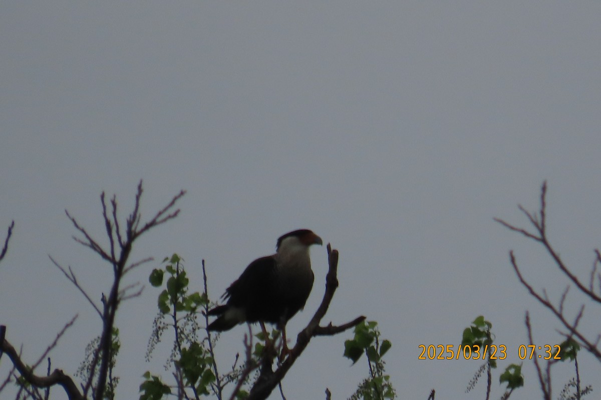 Crested Caracara - ML632562757