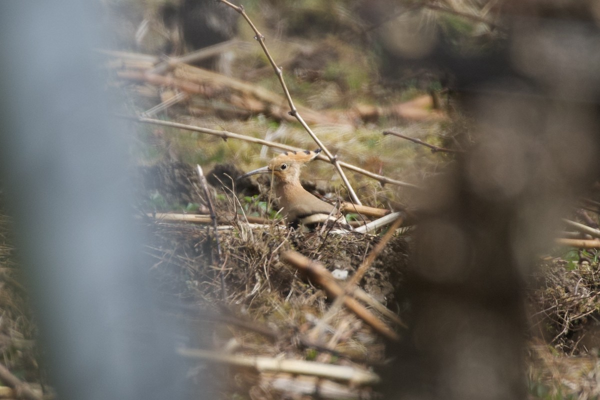 Eurasian Hoopoe - ML632562828