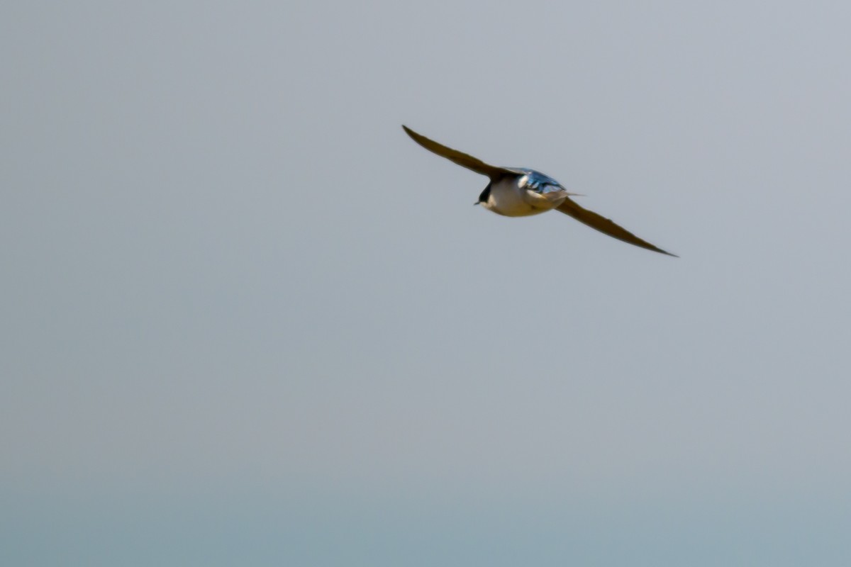 Tree Swallow - ML632562831