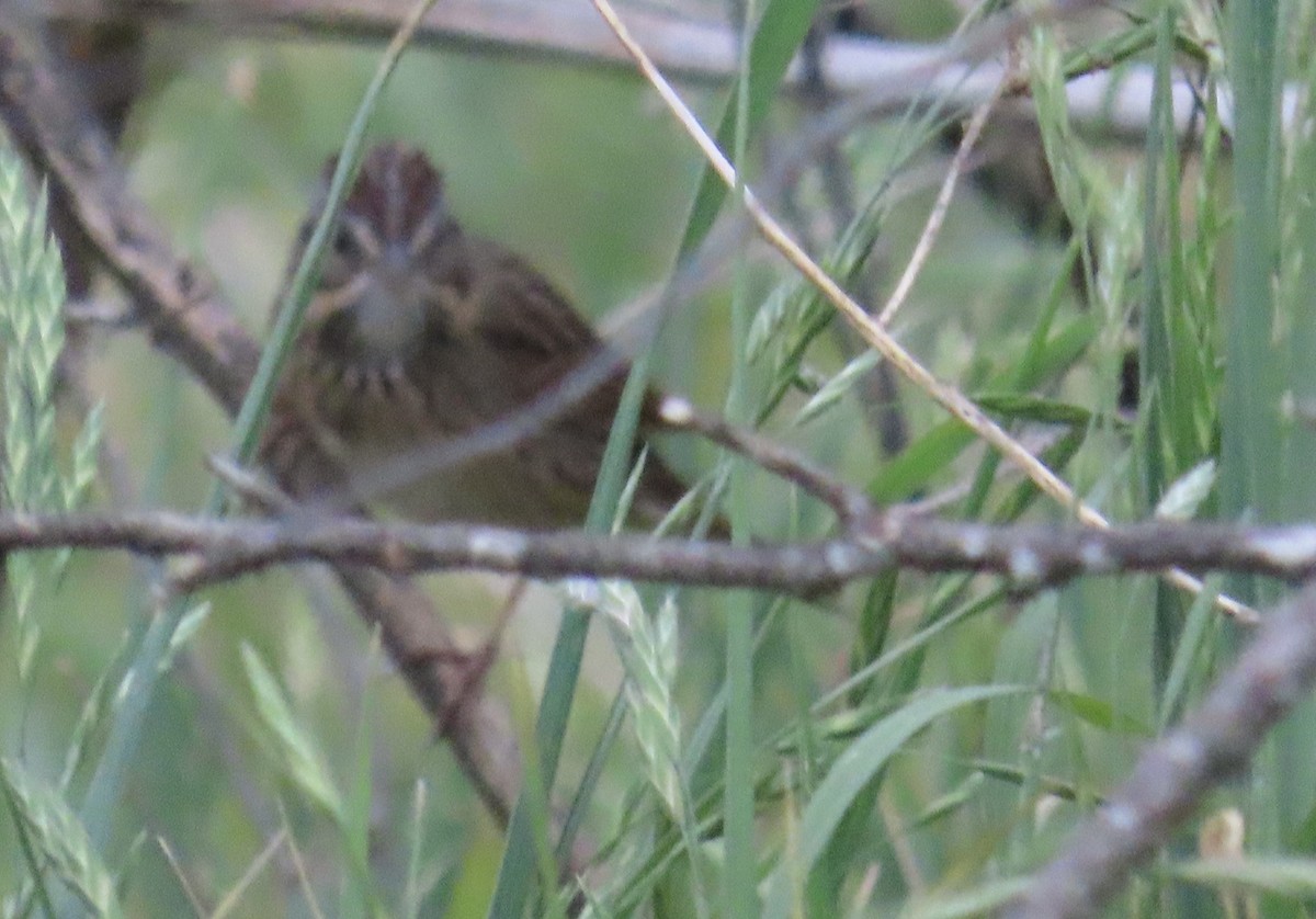 Song Sparrow - ML632562852