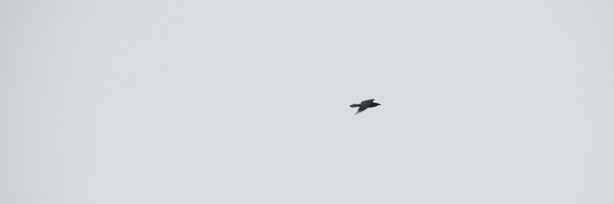 Common Raven - ML632562972