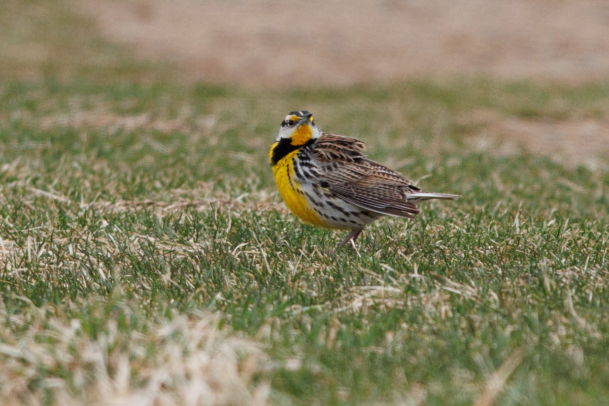 Eastern Meadowlark - ML632563005
