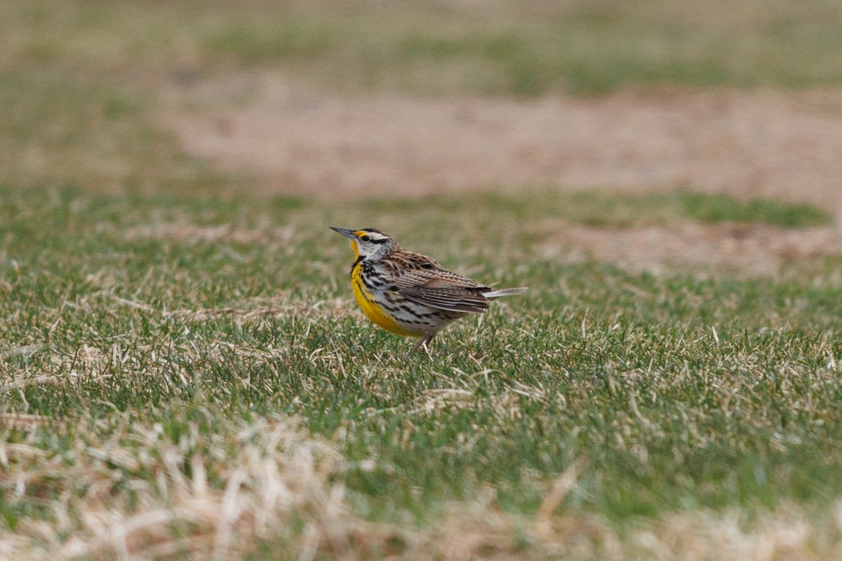Eastern Meadowlark - ML632563006