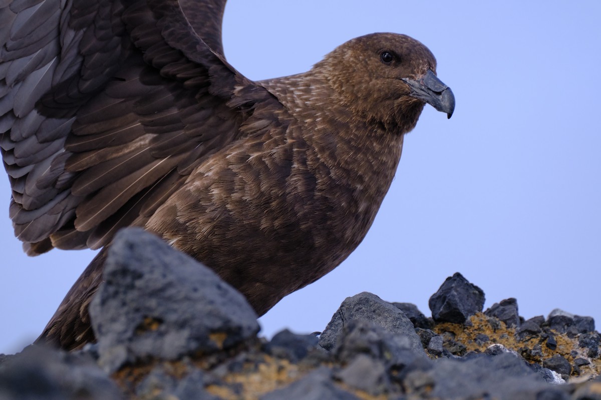 Brown Skua - ML632563035