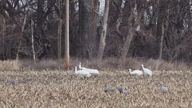 Whooping Crane - ML632563064