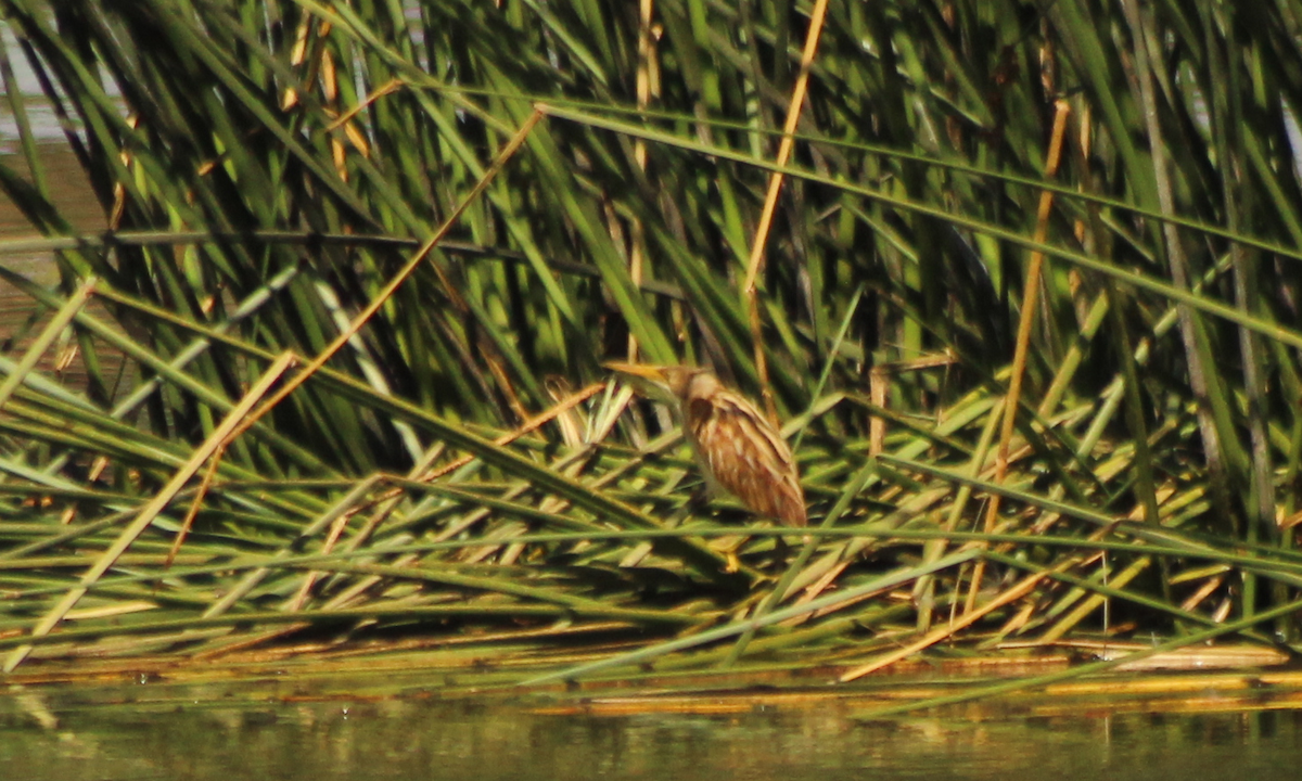 Stripe-backed Bittern - ML632563072