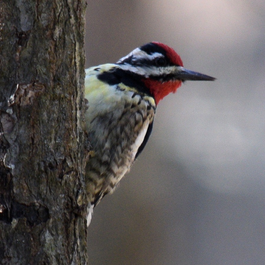 Yellow-bellied Sapsucker - ML632563302