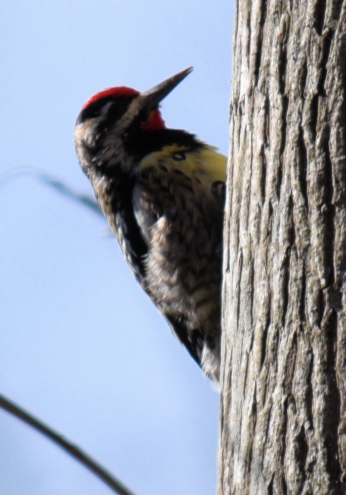 Yellow-bellied Sapsucker - ML632563312