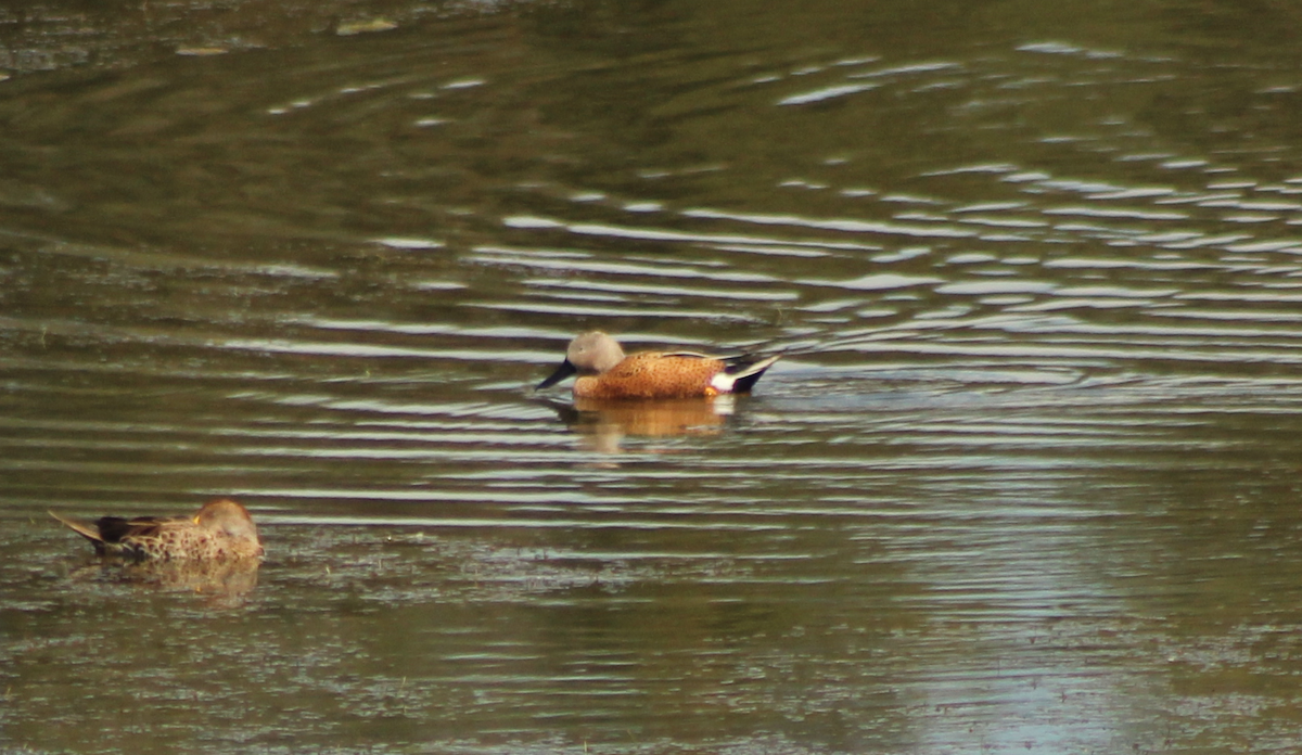Red Shoveler - ML632563393