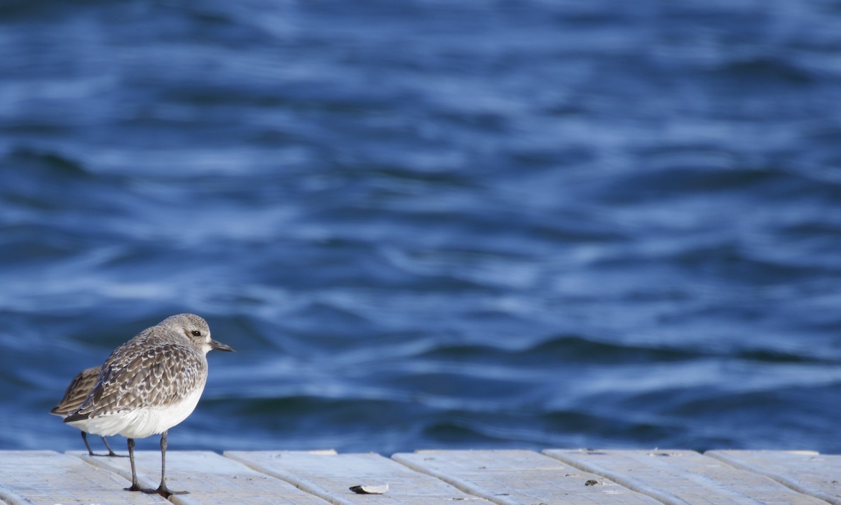 Black-bellied Plover - ML632563689