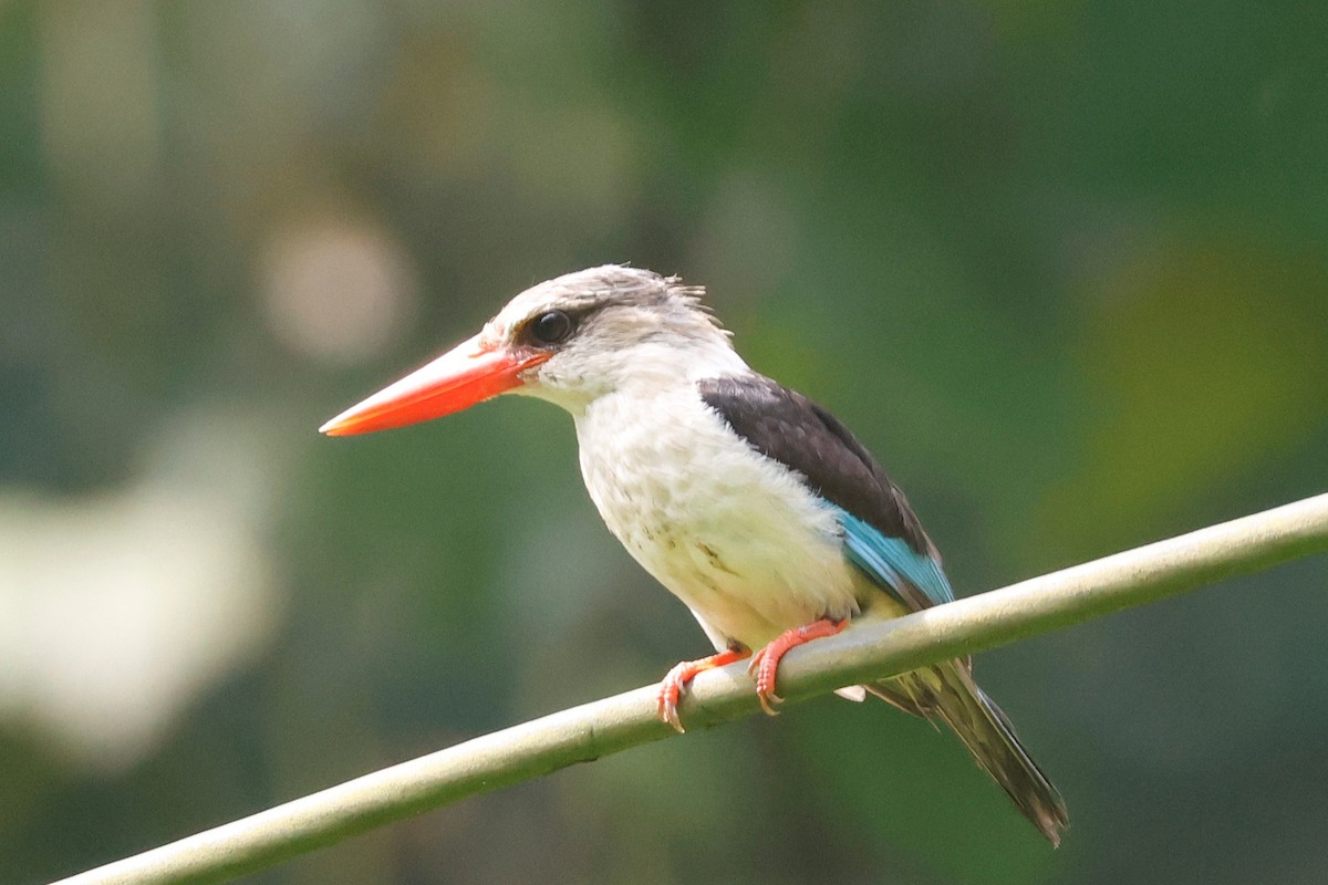 Brown-hooded Kingfisher - ML632563694