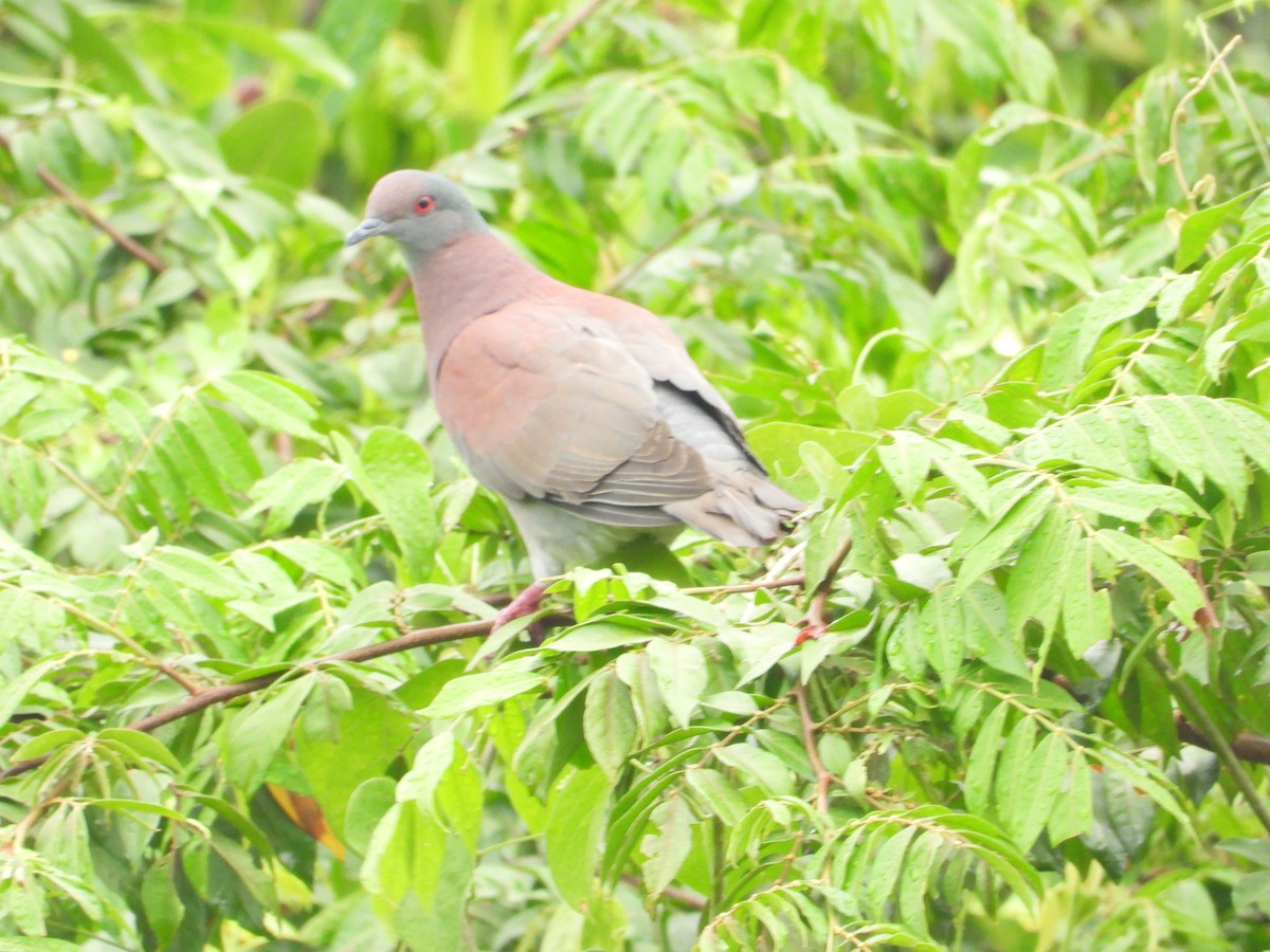 Pale-vented Pigeon - ML632563751