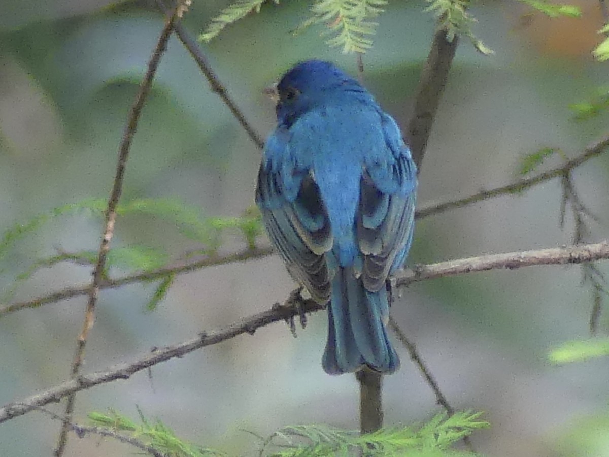 Indigo Bunting - ML632563753