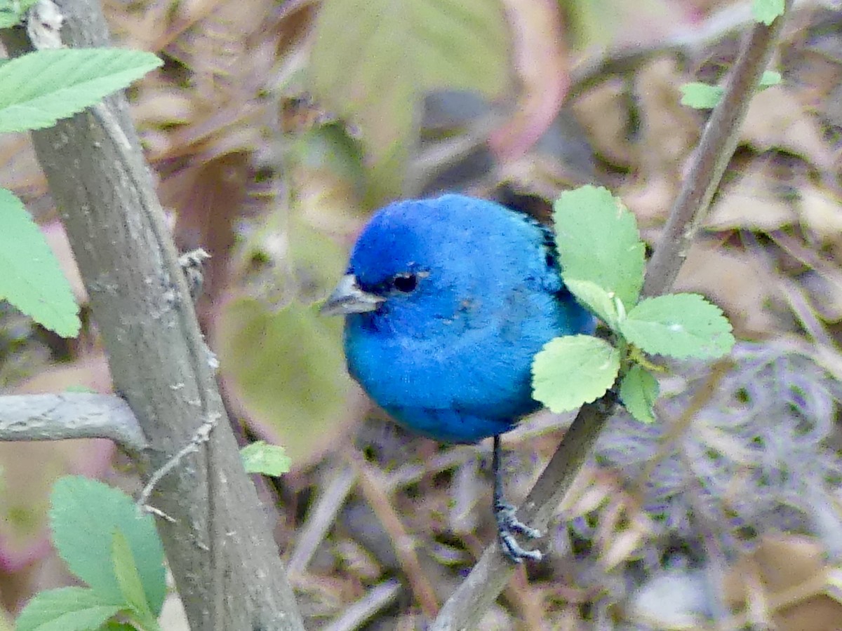 Indigo Bunting - ML632563754