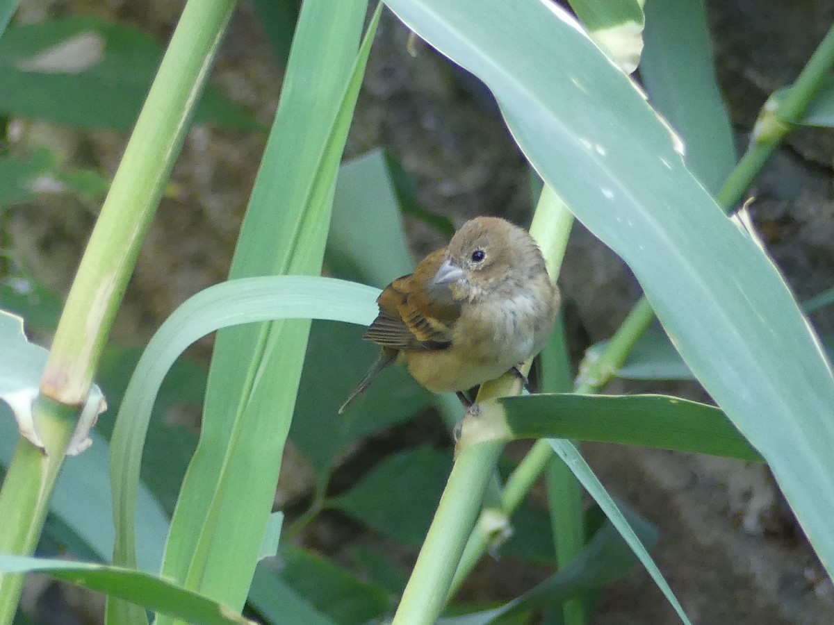 Indigo Bunting - ML632563756