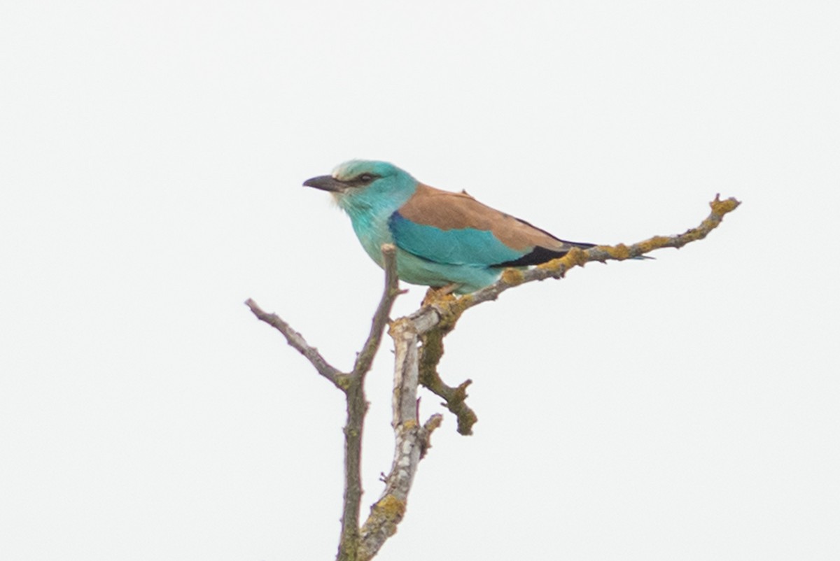 European Roller - ML632563774