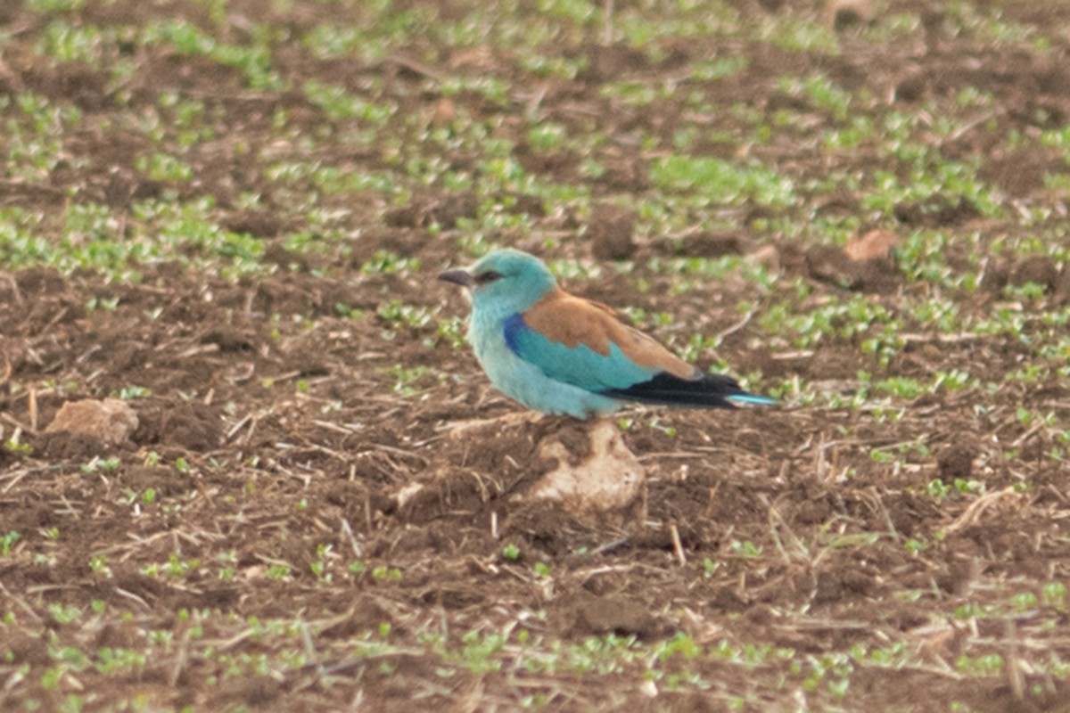 European Roller - ML632563775