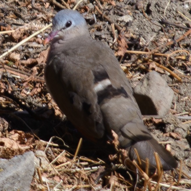 Blue-spotted Wood-Dove - ML632563777