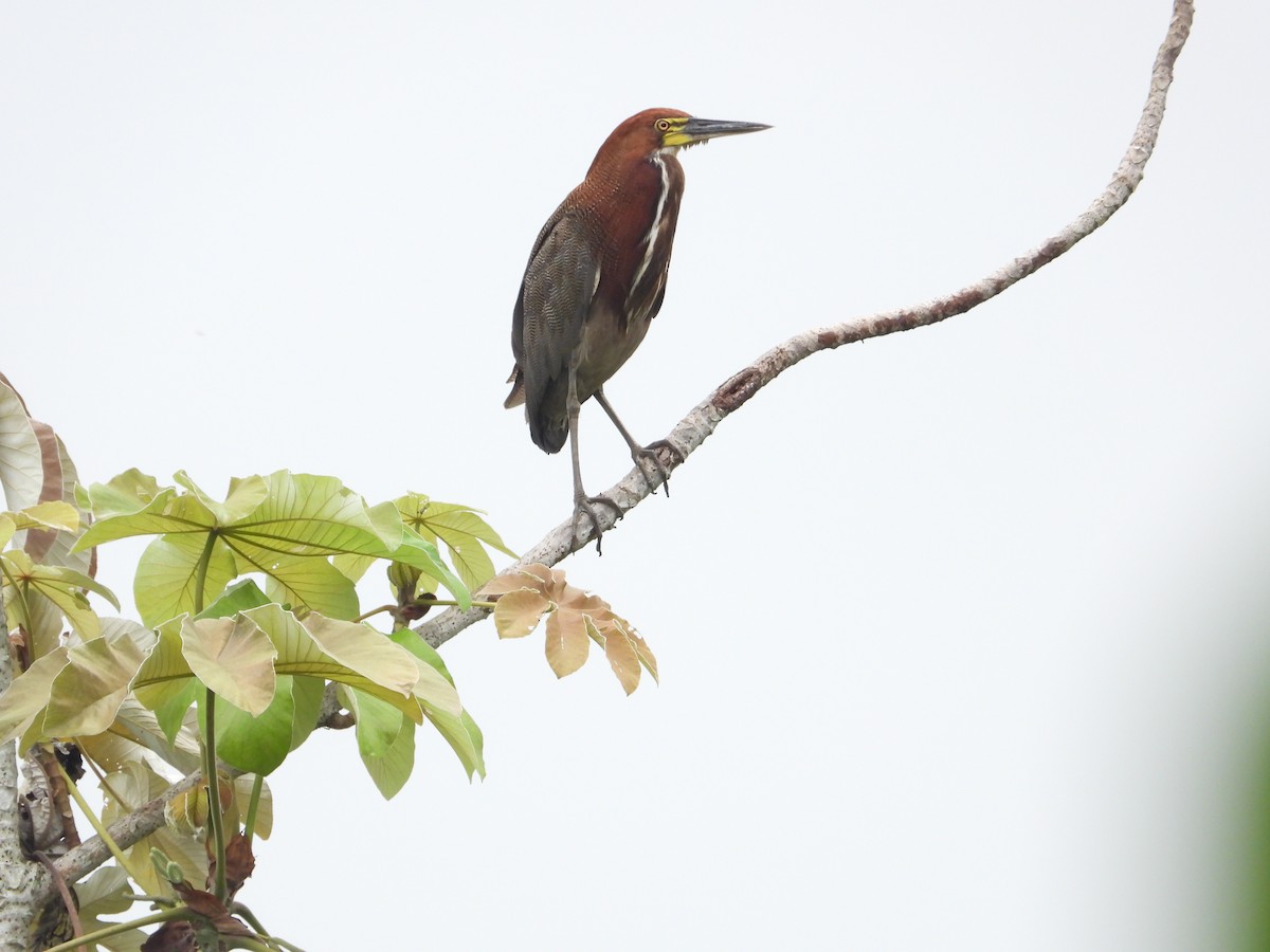Rufescent Tiger-Heron - ML632563789