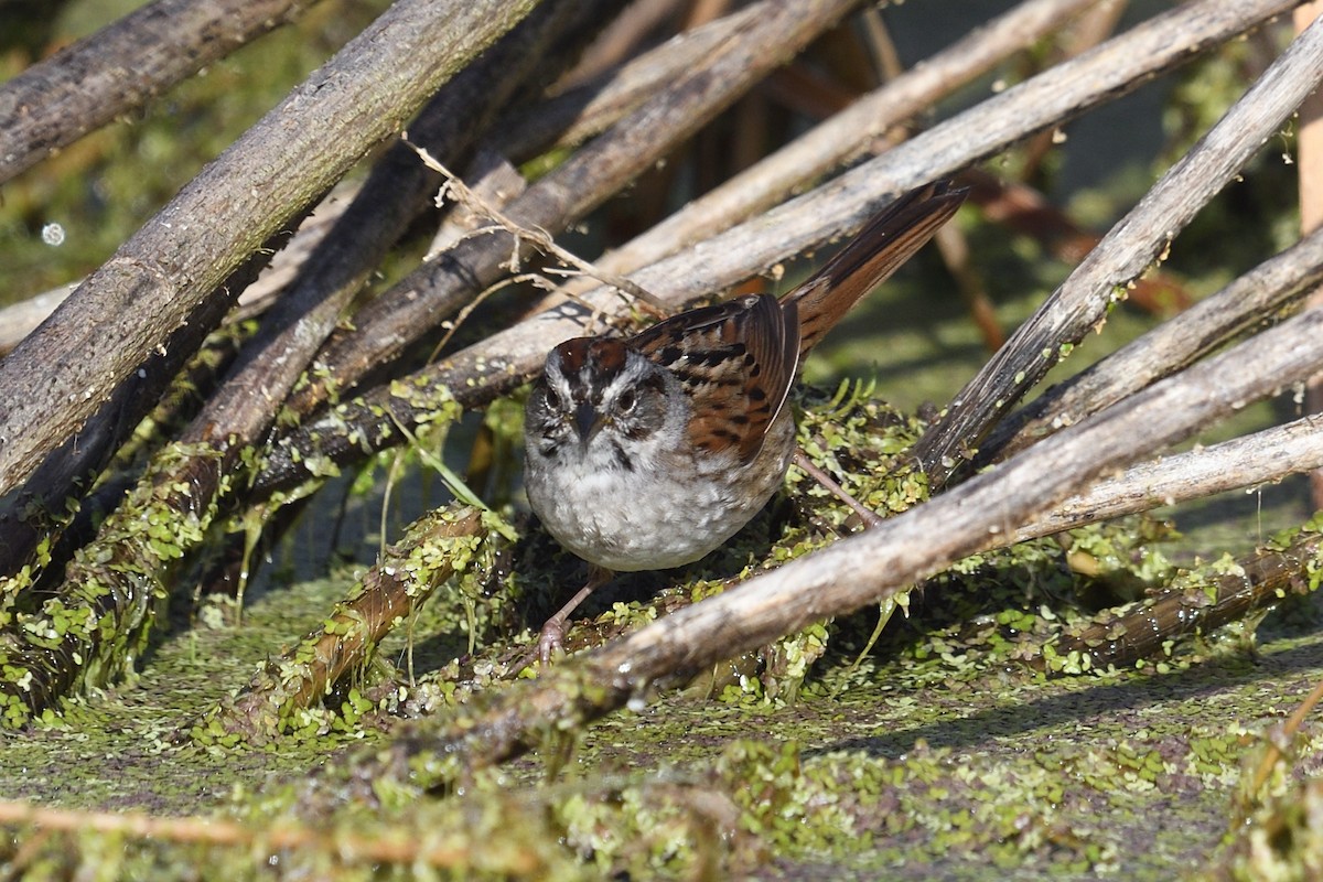 Swamp Sparrow - ML632563794