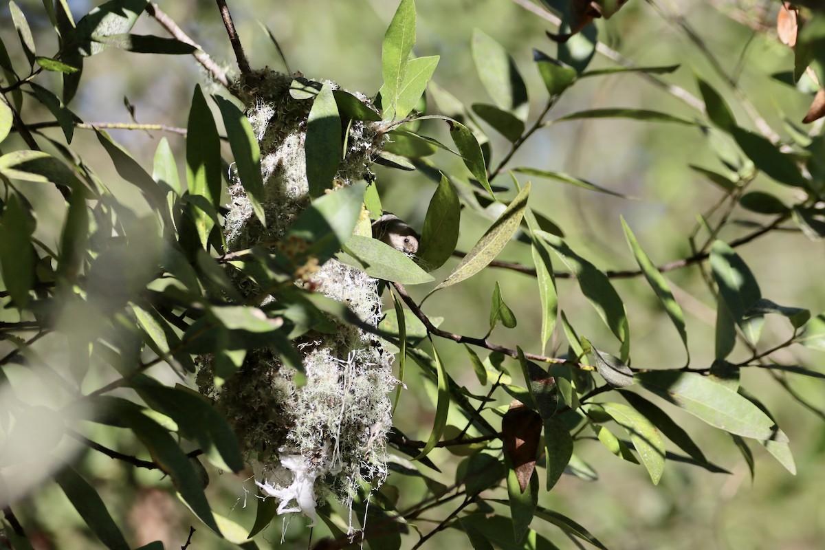 Bushtit - ML632563798