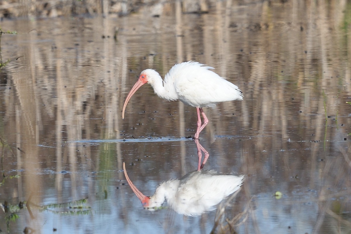 ibis bílý - ML632563803