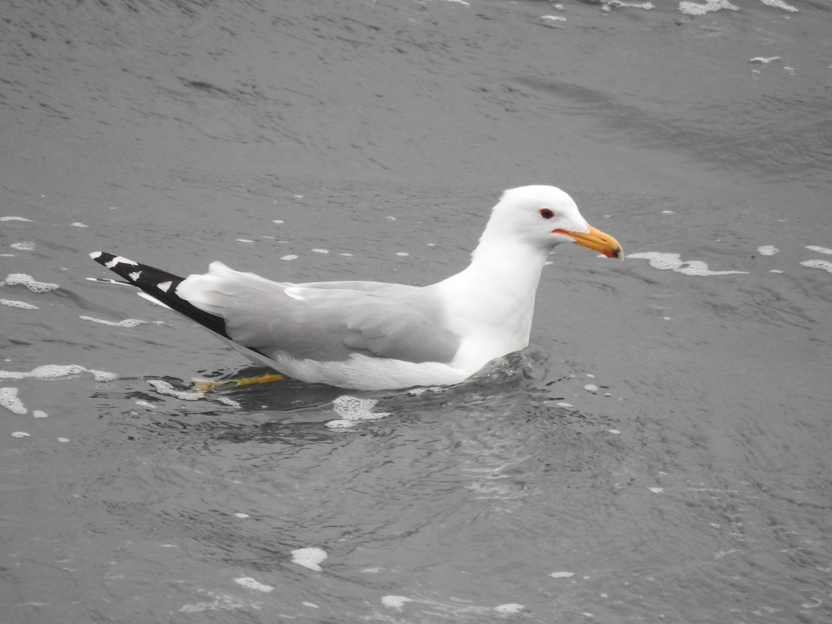 California Gull - ML632563861