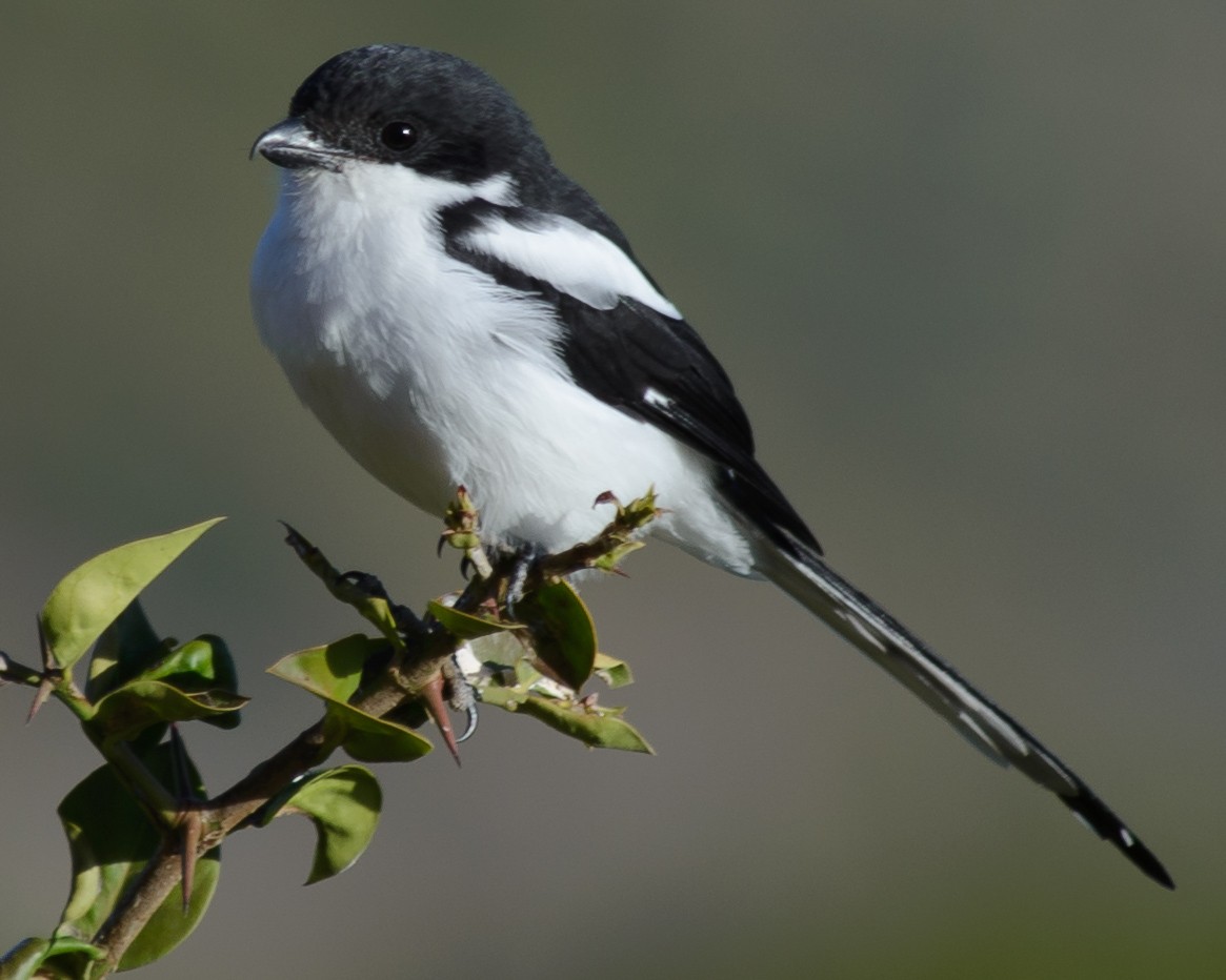 Northern Fiscal - ML632563872