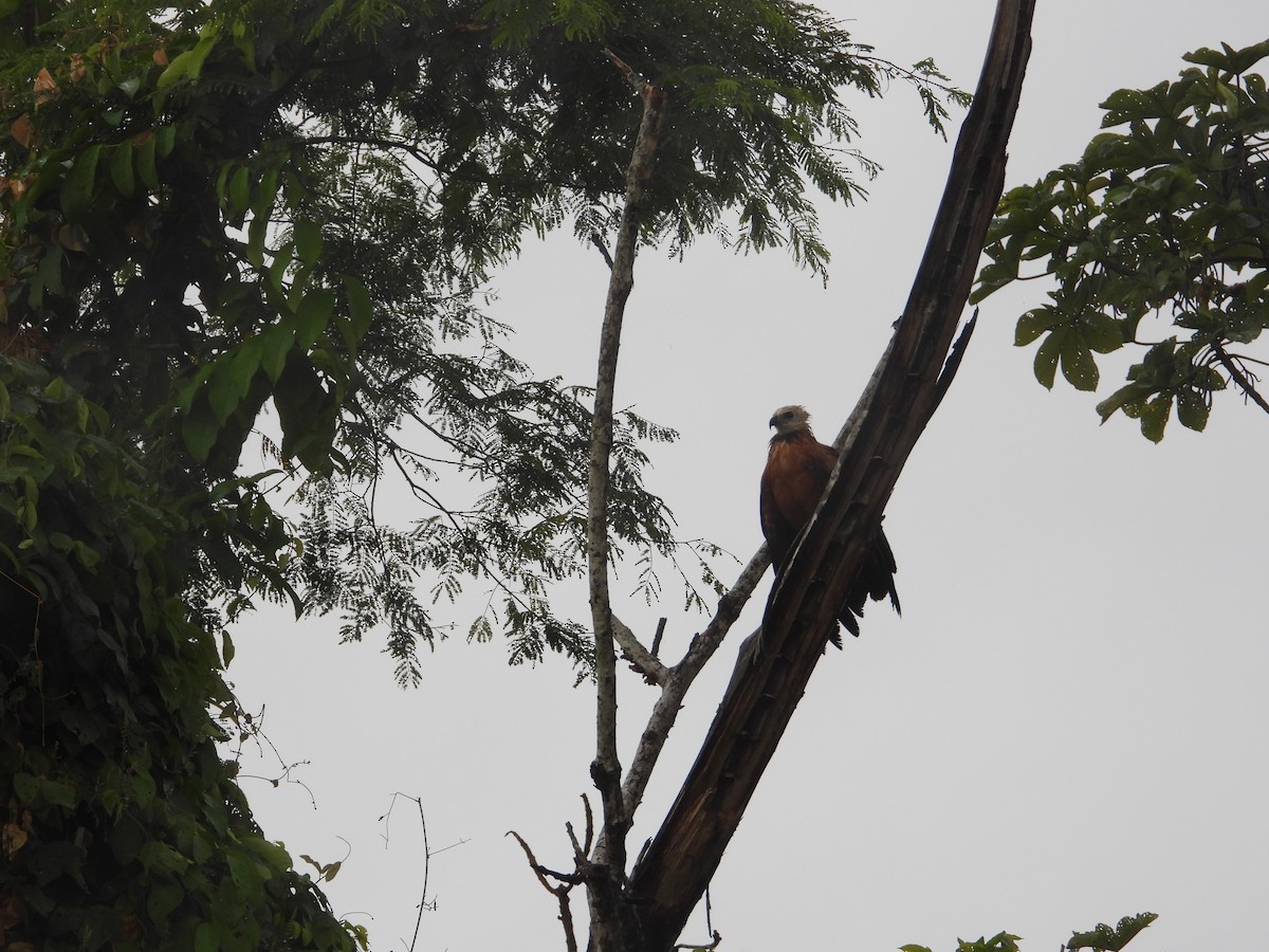 Black-collared Hawk - ML632563886