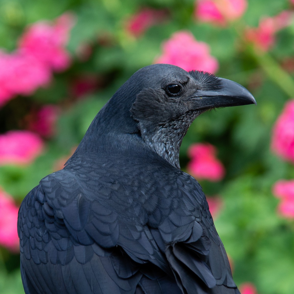Fan-tailed Raven - ML632563895