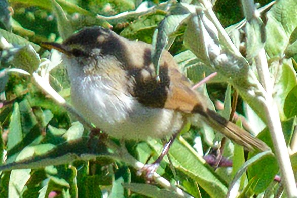 Tawny-flanked Prinia - ML632563947