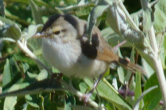 Tawny-flanked Prinia - ML632563954