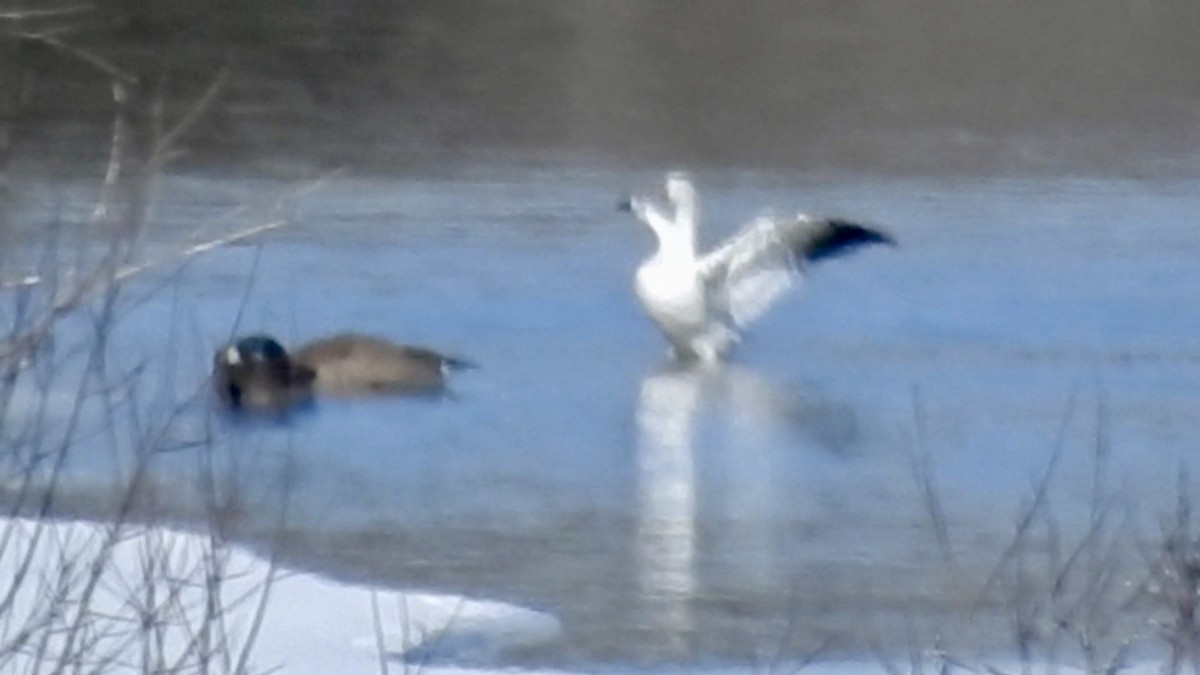 Snow Goose - ML632563971