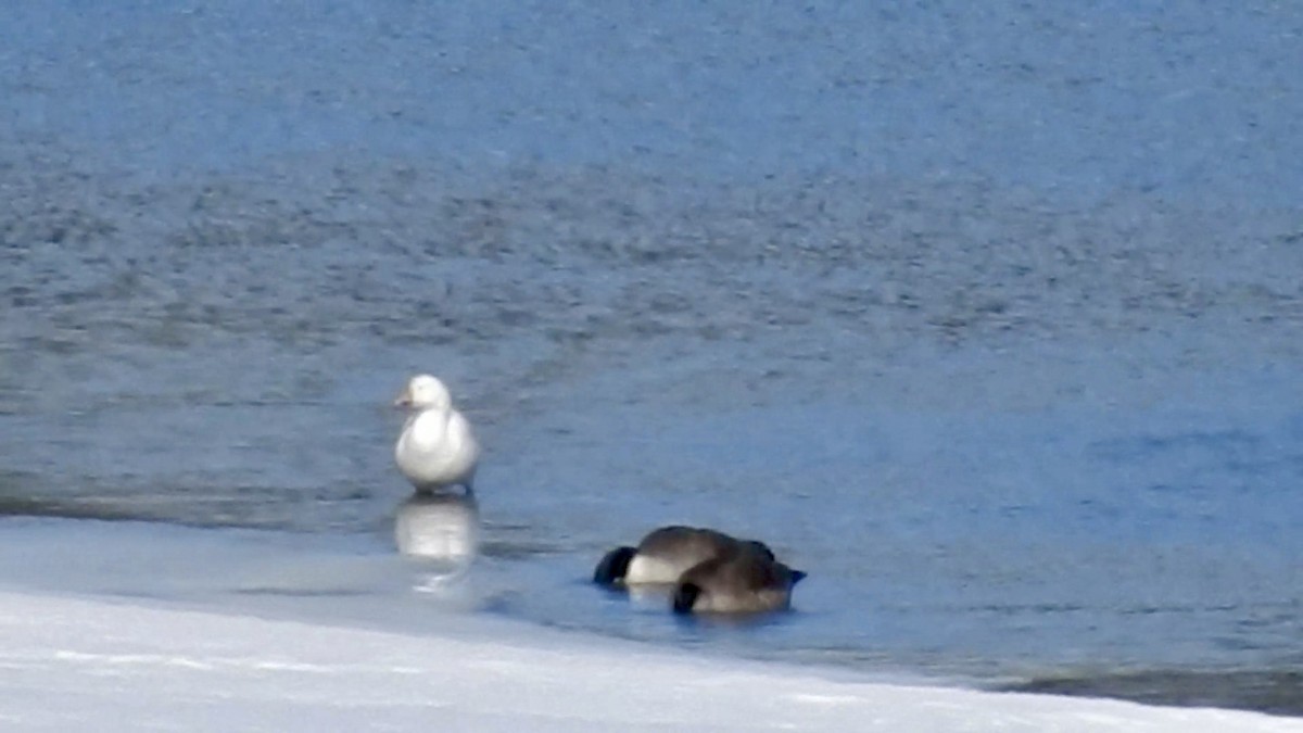 Snow Goose - ML632563972