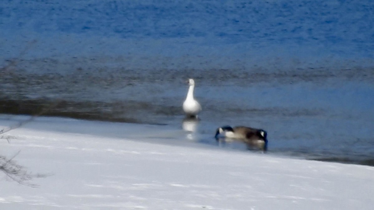 Snow Goose - ML632563973