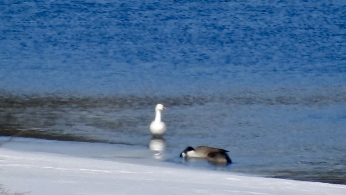 Snow Goose - ML632563974