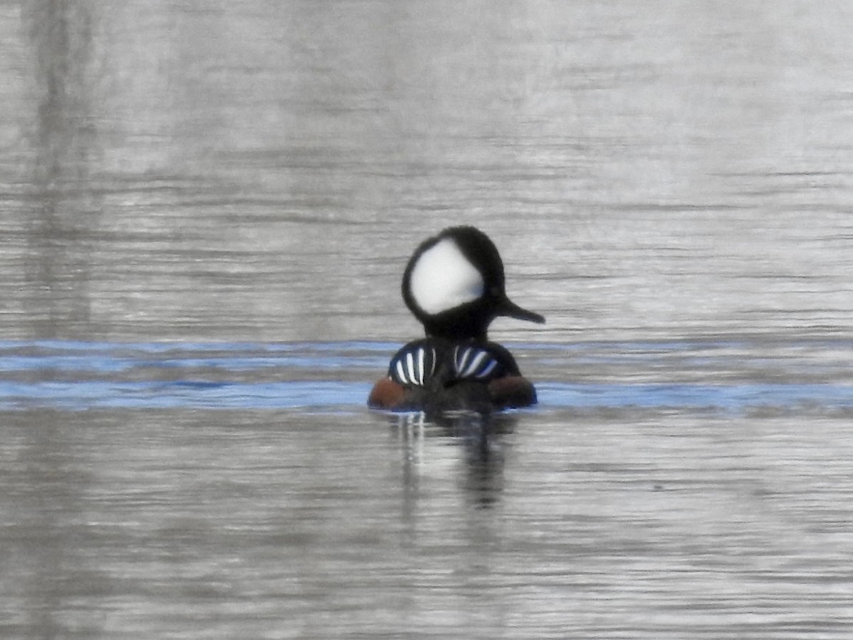 Hooded Merganser - ML632563985
