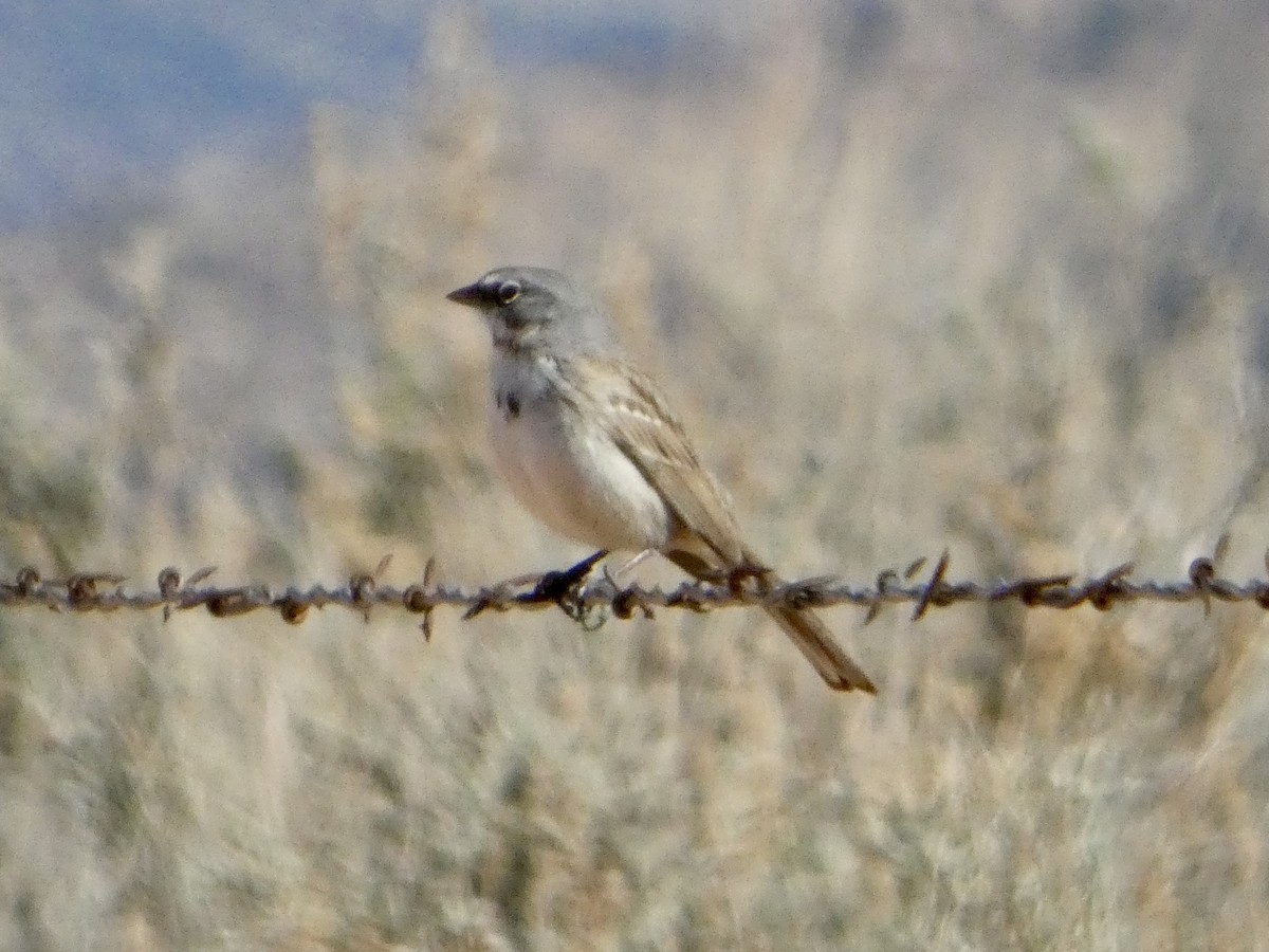 Sagebrush Sparrow - ML632563986