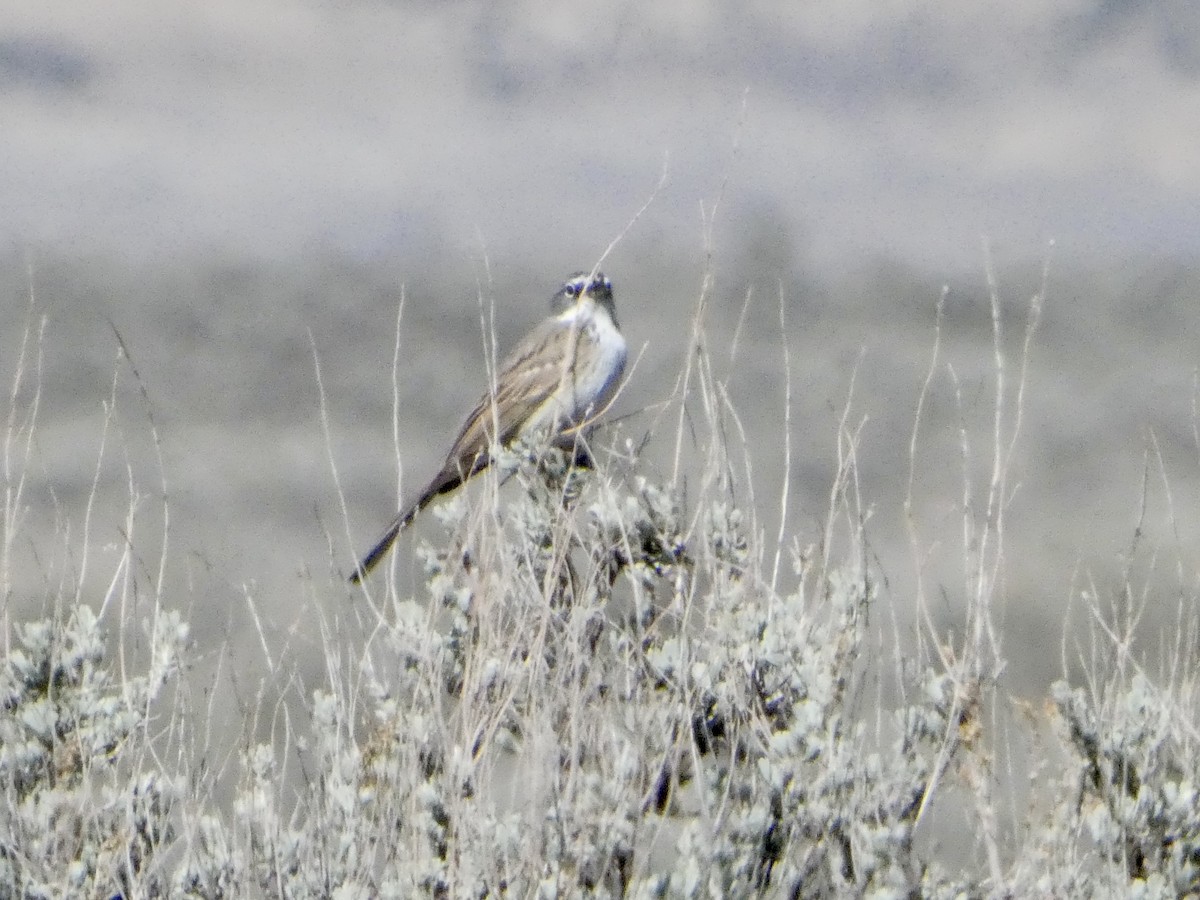 Sagebrush Sparrow - ML632563987