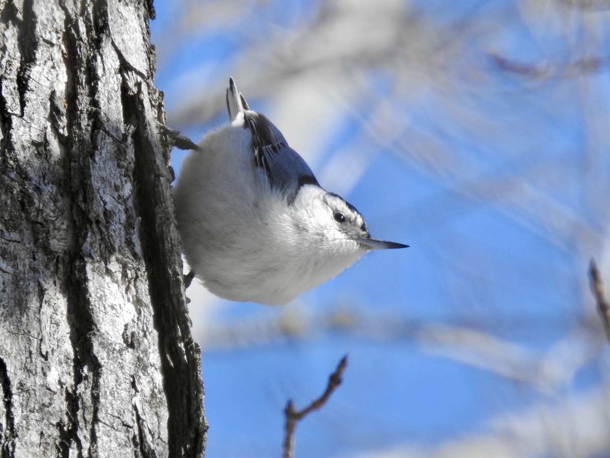 White-breasted Nuthatch - ML632564003