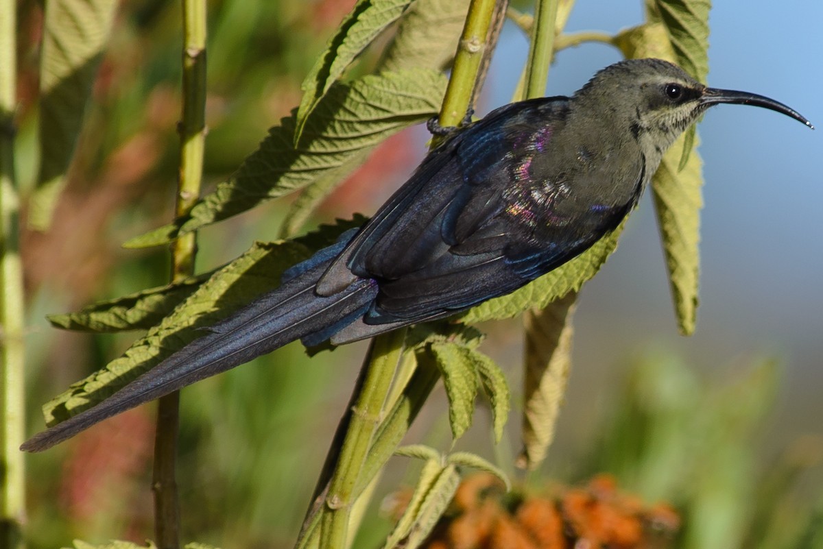 Tacazze Sunbird - ML632564016