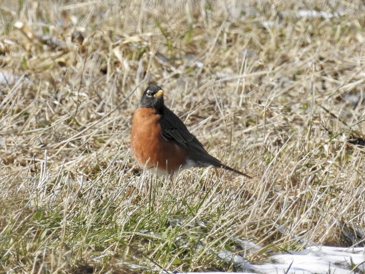 Дрізд мандрівний - ML632564021