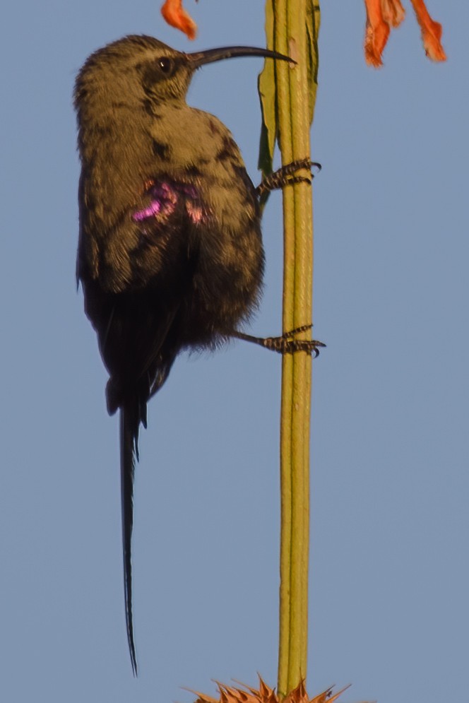 Tacazze Sunbird - ML632564034
