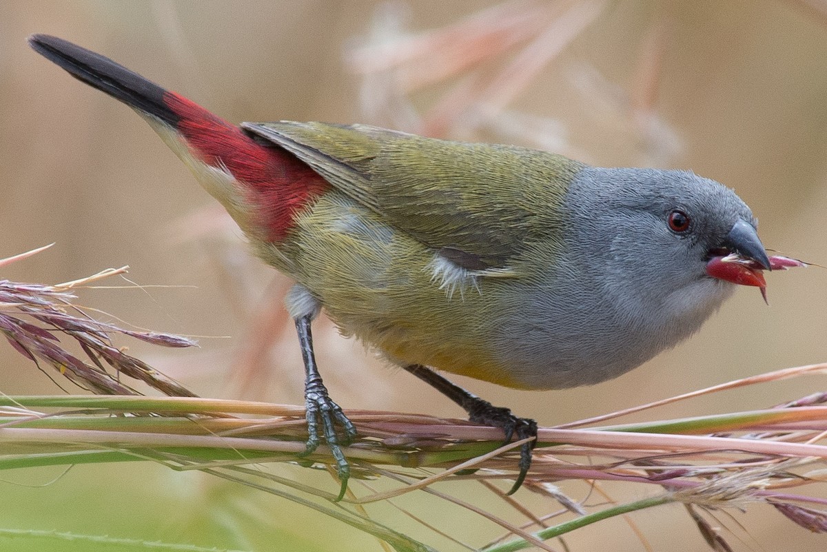 Yellow-bellied Waxbill - ML632564072